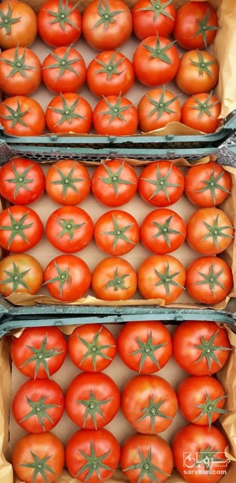 فروش گوجه فرنگی هیدروپونیک دافنیس صادراتی