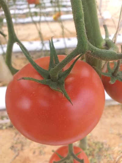 فروش گوجه فرنگی رقم دافنیس