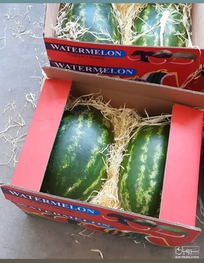 فروش هندوانه بیضی