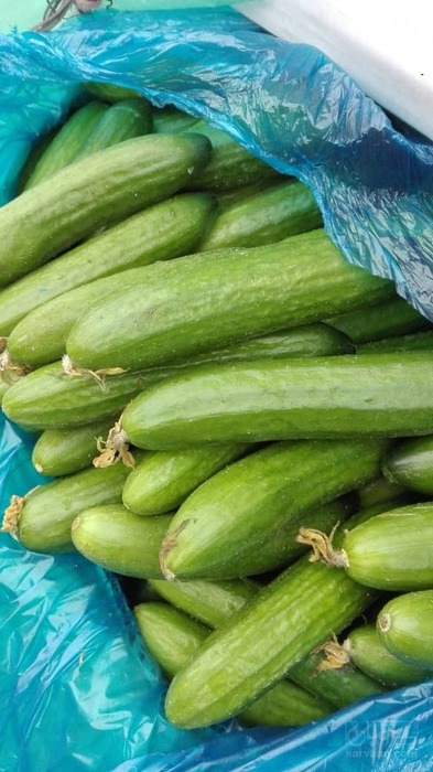 فروش خیار هوای آزاد