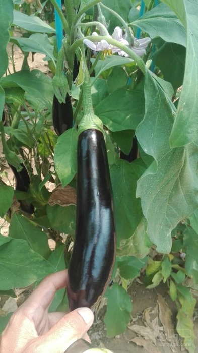 فروش بادمجان قلمی گلخانه ای