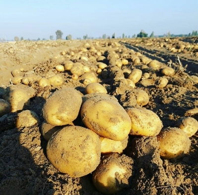 فروش سیب زمینی سانته صادراتی