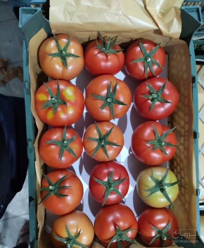 فروش گوجه دافنیس گلخانه ای