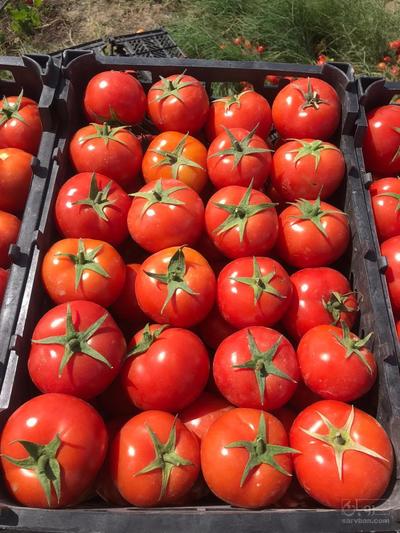 فروش گوجه فرنگی دافنیس هوای ازاد