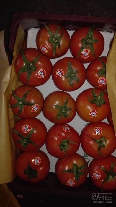فروش گوجه فرنگی رقم دافنیس