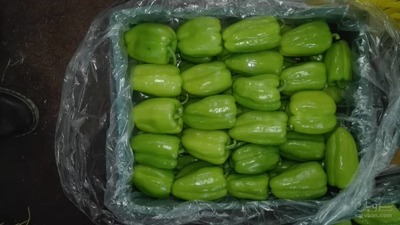 فروش فلفل دلمه ای