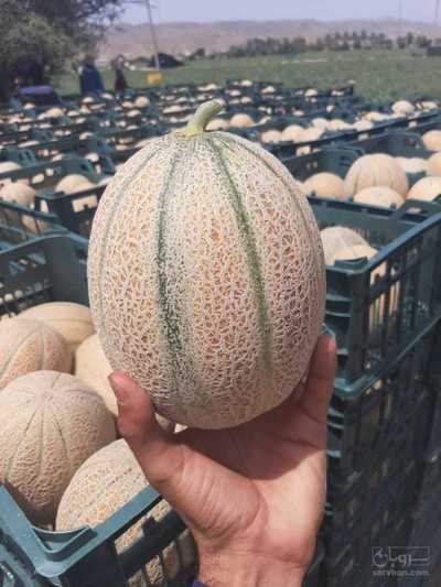 فروش طالبی جانا