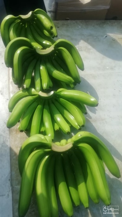 فروش موز اکوادور 2
