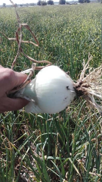 فروش پیاز سفید سایروس صادراتی