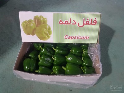 فروش فلفل دلمه ای سبز درجه صادراتی