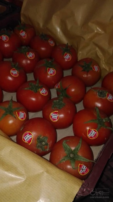 فروش گوجه فرنگی هیدروپونیک دافنیس صادراتی