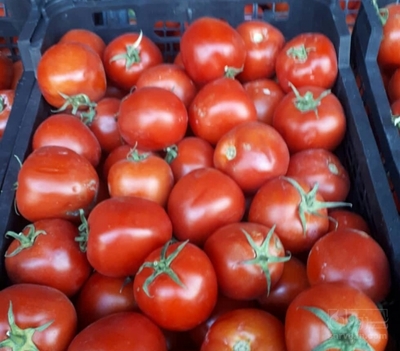 فروش گوجه فرنگی 8320