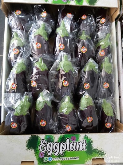 فروش بادمجان لامپی کارتن پلاست