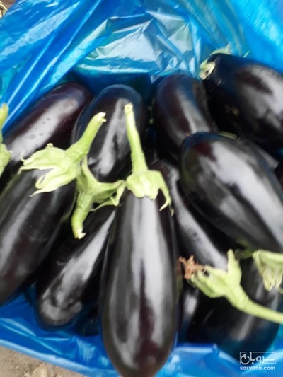 فروش بادمجان هوای آزاد