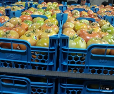 فروش گوجه فرنگی 8320 دورنگ