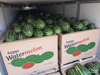 فروش هندوانه b32