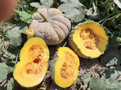 فروش کدو انجیری