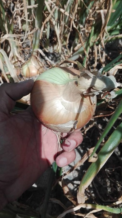 فروش پیاز زرد درجه یک