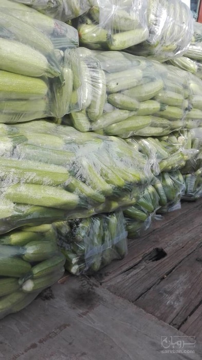 فروش کدو  سبز