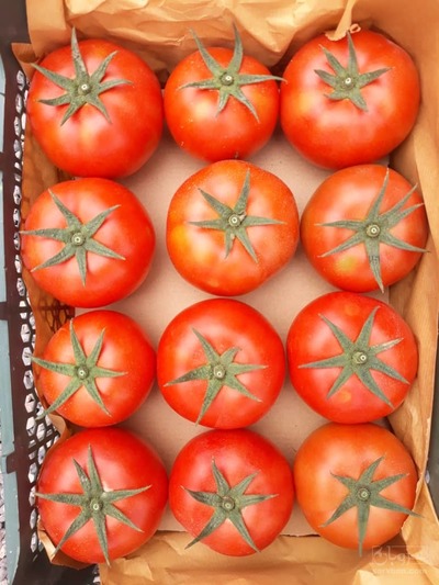 فروش گوجه فرنگی هیدروپونیک