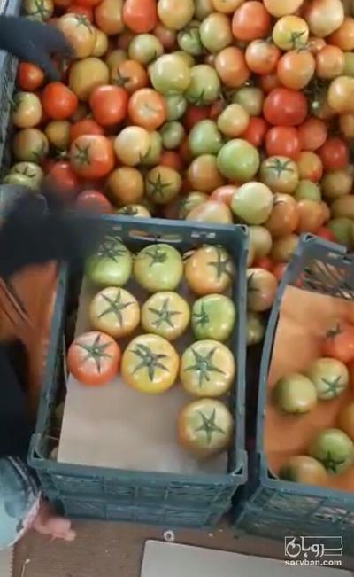 فروش گوجه فرنگی4129
