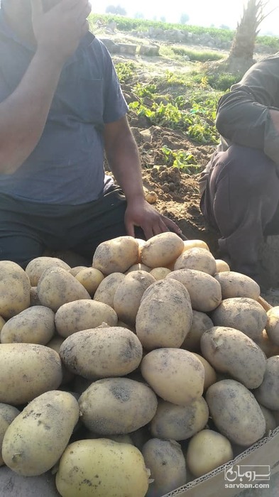 فروش سیب زمینی