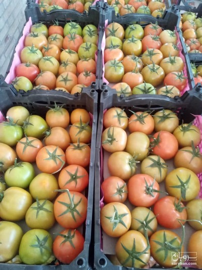 فروش گوجه فرنگی4129