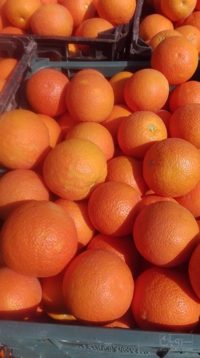 فروش پرتقال والنسیا