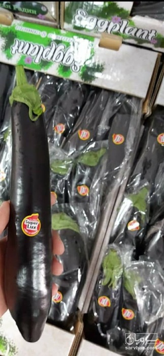 فروش بادمجان قلم عمانی