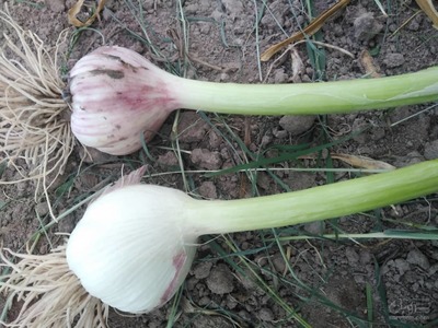 فروش سیر پاک و سورت شده