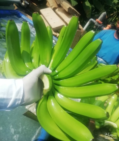 فروش موز اکوادور