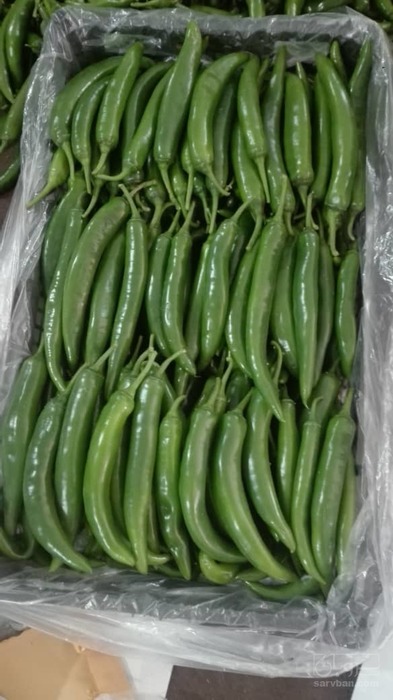 فروش فلفل سبزشمشیری درجه یک