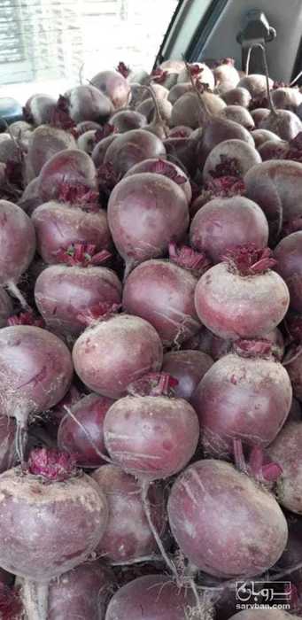 فروش چغندر لبو