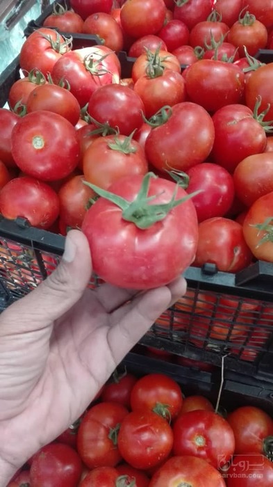 فروش گوجه فرنگی هوای آزاد 8320