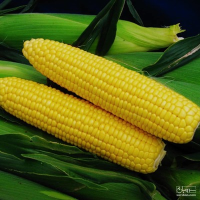 فروش ذرت 2