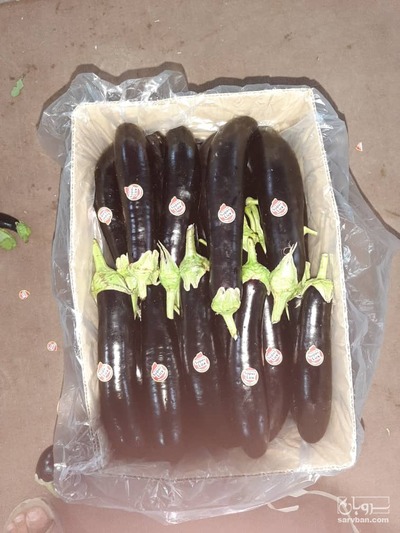 فروش بادمجان قلم عمانی