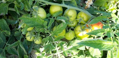 فروش گوجه فرنگی