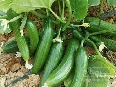 فروش خیار پلاستیکی‌