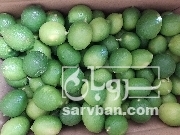 فروش لیموترش سنگی