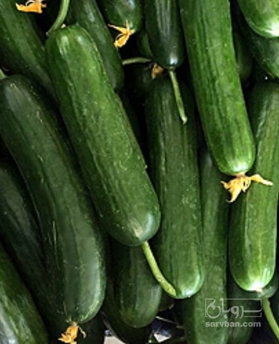 فروش خیار گلخانه ایی