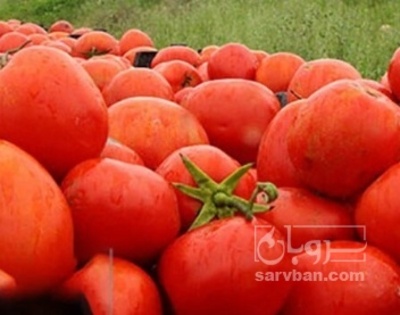 فروش گوجه فرنگی