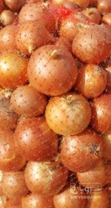فروش پیاز زرد و سفید
