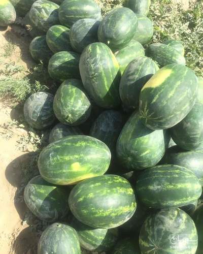 فروش هندوانه بیضی