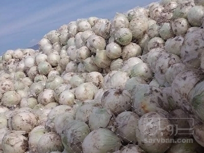 فروش پیاز زرد وسفید