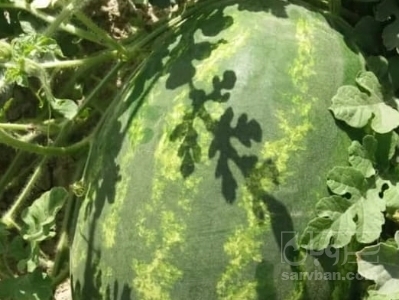 فروش هندوانه