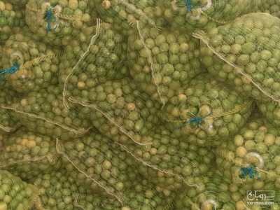 فروش لیموترش