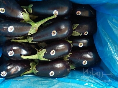 فروش بادمجان