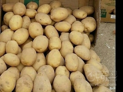 فروش سیب زمینی
