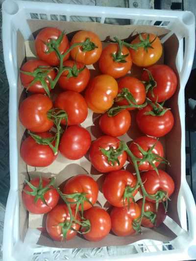 خرید گوجه فرنگی دافنیس گلخانه ای