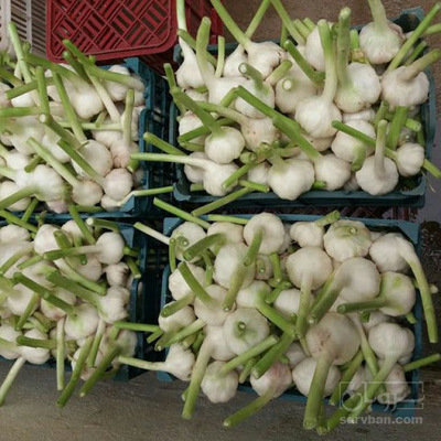 خرید سیر درجه یک پاک شده